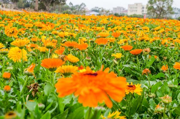 美丽乡村百花节