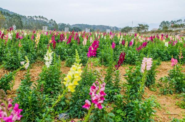 美丽乡村百花节