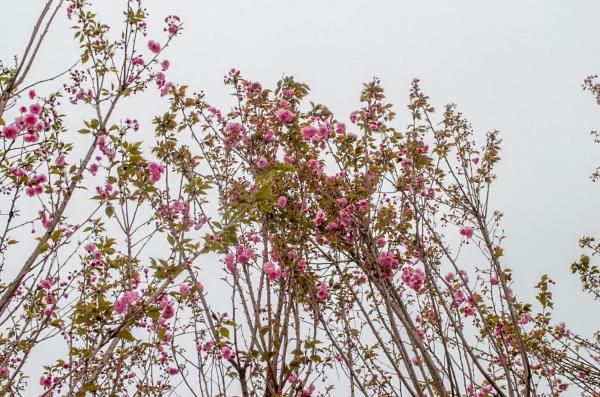 美丽乡村百花节