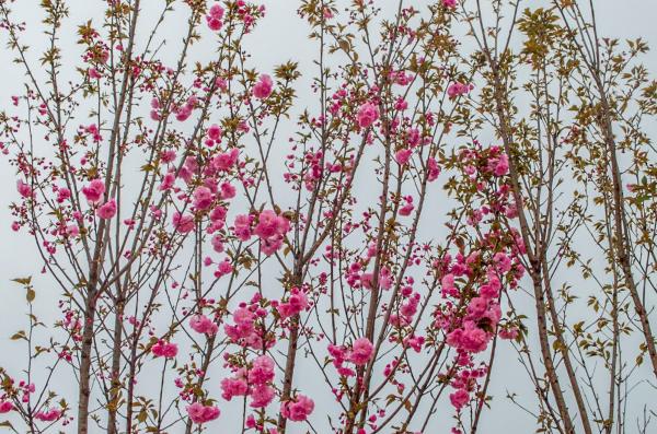 美丽乡村百花节