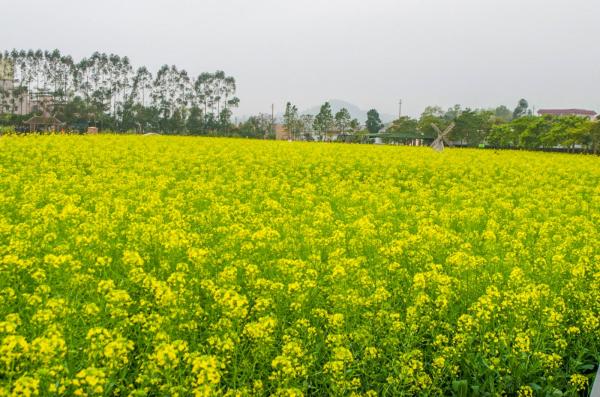 美丽乡村百花节