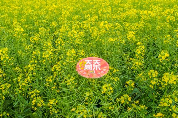 美丽乡村百花节