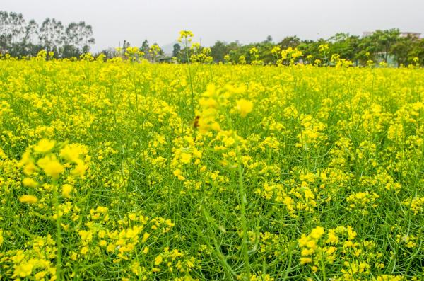 美丽乡村百花节