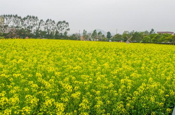 美丽乡村百花节