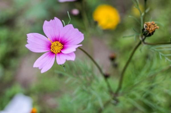 美丽乡村百花节