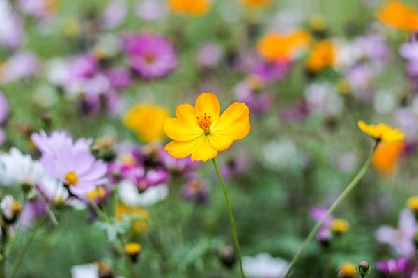 美丽乡村百花节