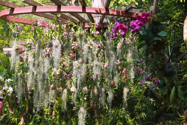 仙湖花展