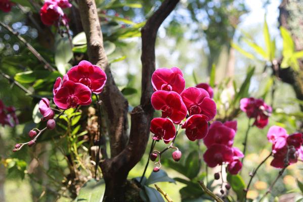 仙湖花展