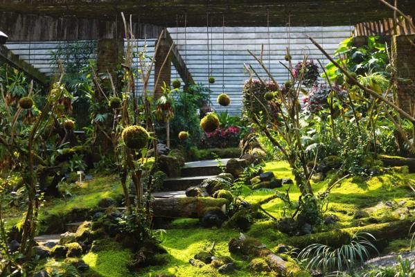仙湖花展