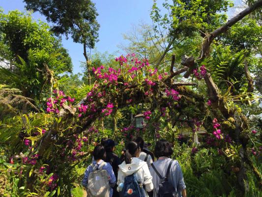 仙湖花展