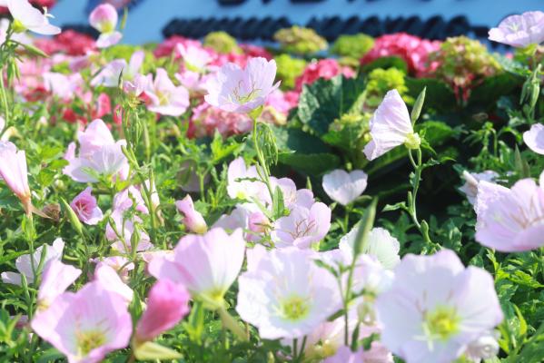 仙湖花展