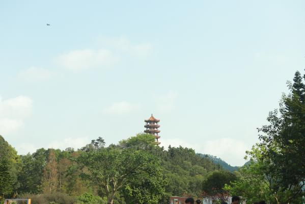 仙湖花展