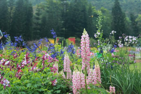 仙湖花展