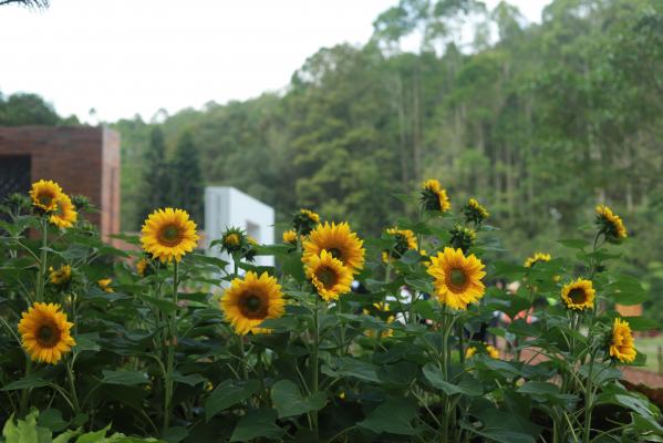 仙湖花展