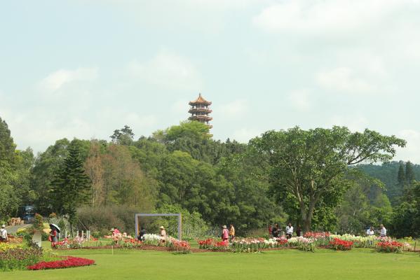 仙湖花展