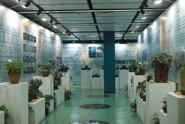 仙湖花展
