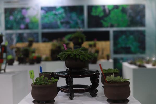 仙湖花展