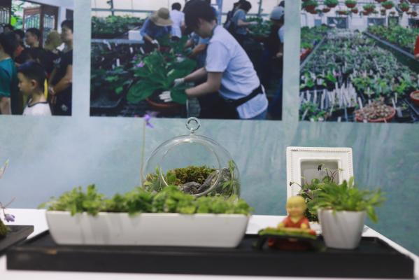 仙湖花展