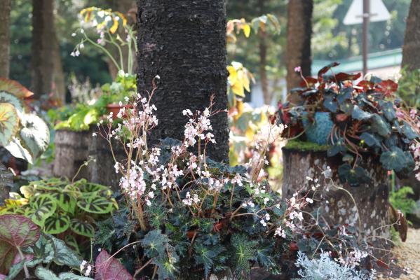 仙湖花展