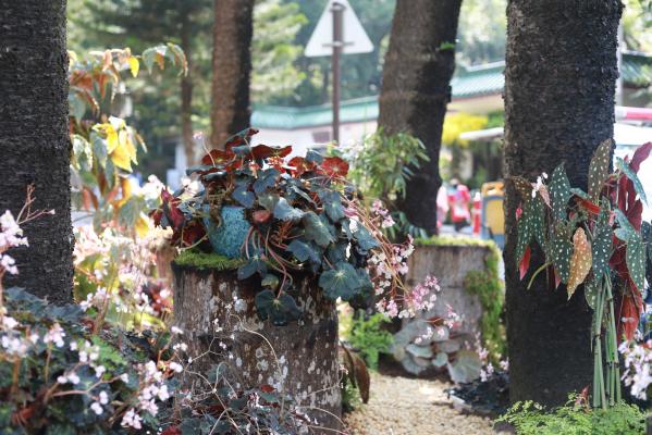 仙湖花展