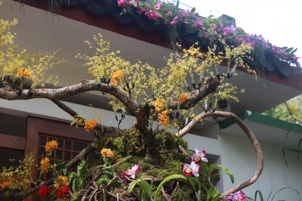 仙湖花展