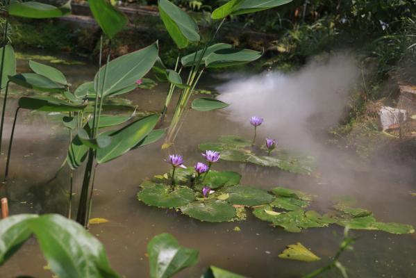 仙湖花展