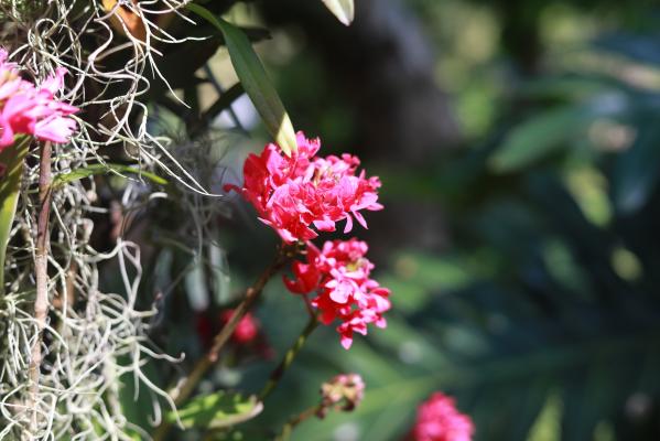 仙湖花展