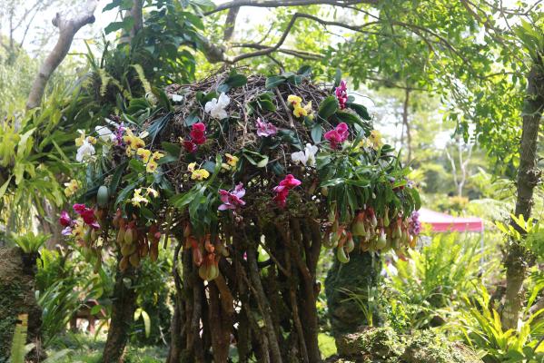 仙湖花展