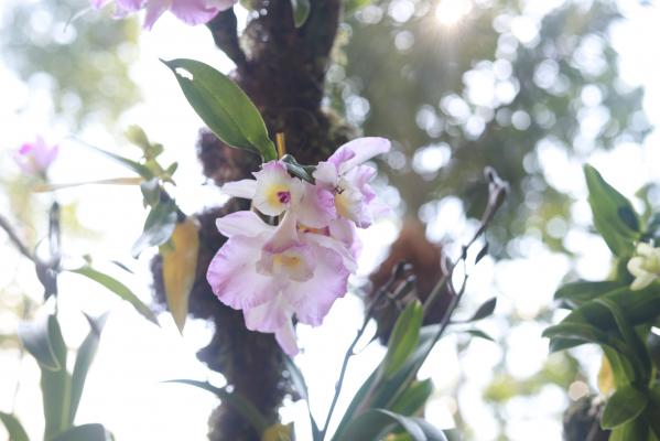 仙湖花展
