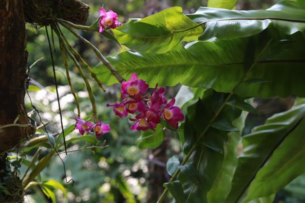 仙湖花展