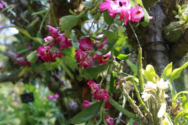 仙湖花展