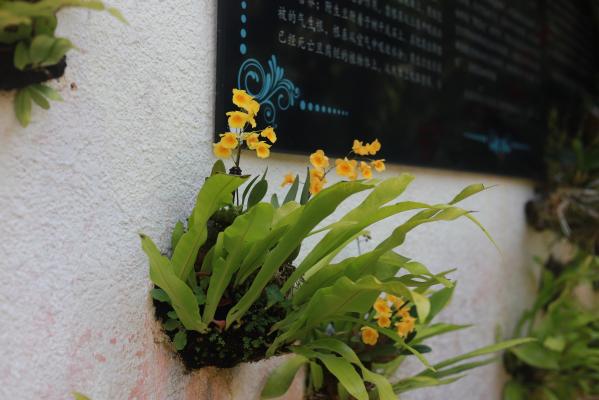 仙湖花展