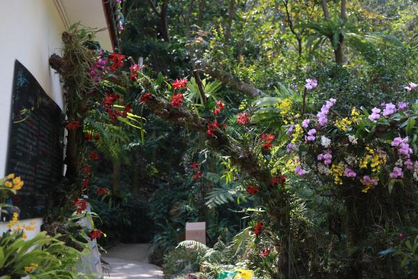 仙湖花展