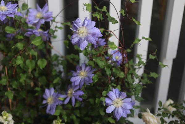 仙湖花展