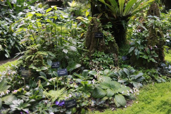 仙湖花展