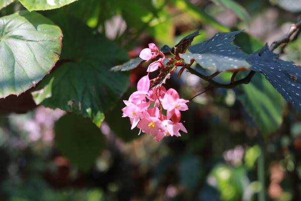 仙湖花展