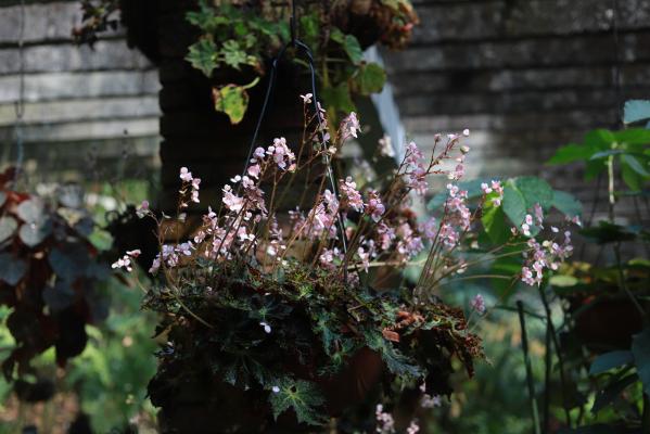 仙湖花展