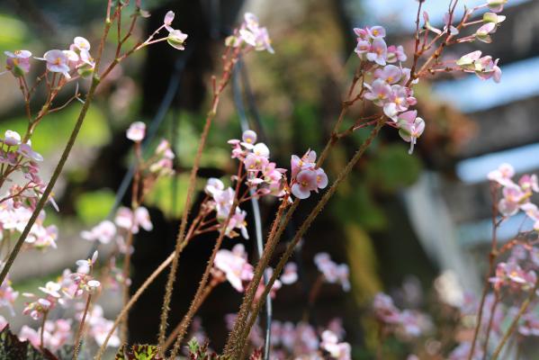 仙湖花展