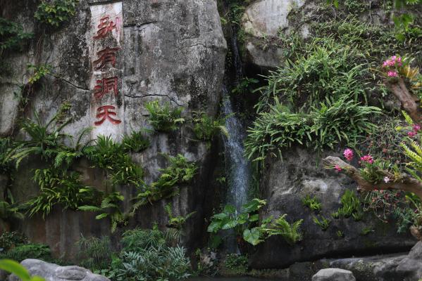仙湖花展