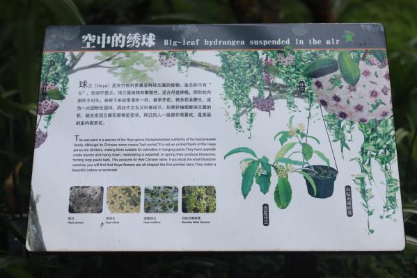 仙湖花展