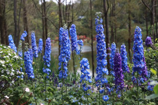 仙湖花展