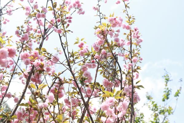 仙湖花展
