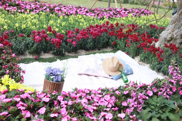仙湖花展