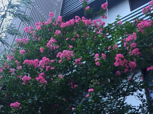 小花紫薇