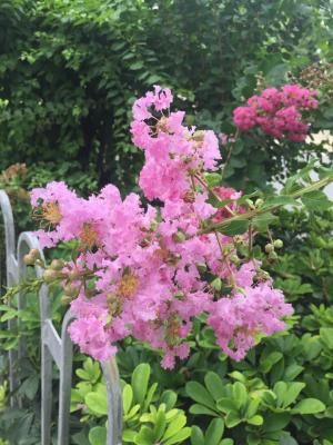 小花紫薇