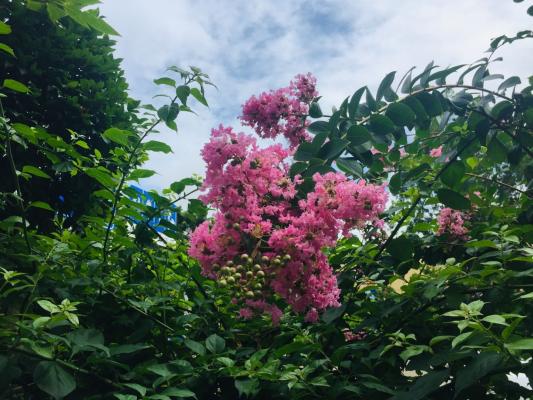 小花紫薇