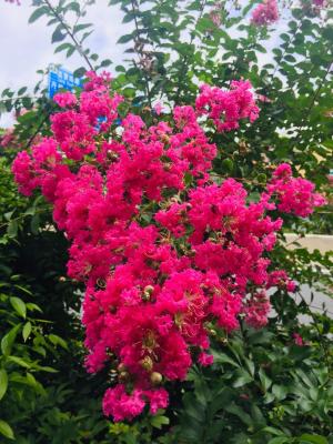 小花紫薇