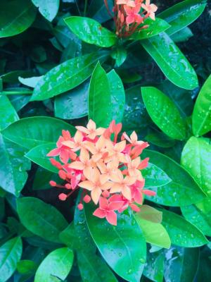 龙船花