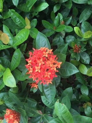 龙船花