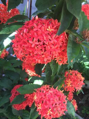 龙船花